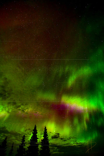 Northern Lights with Pines