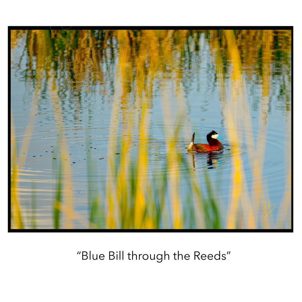 Blue Bill through the Reeds