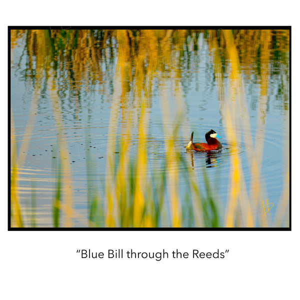 Blue Bill through the Reeds